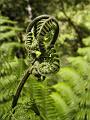 Tree fern crozier, Sherbrook Forest PIC00182